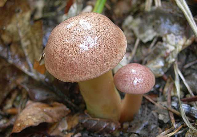 Aureoboletus gentilis     (Qul.)      Pouzar